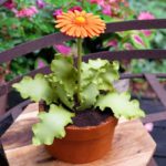 Evil Cake Genius Flower Pot 4 And 6 Inch Contour Comb Set –