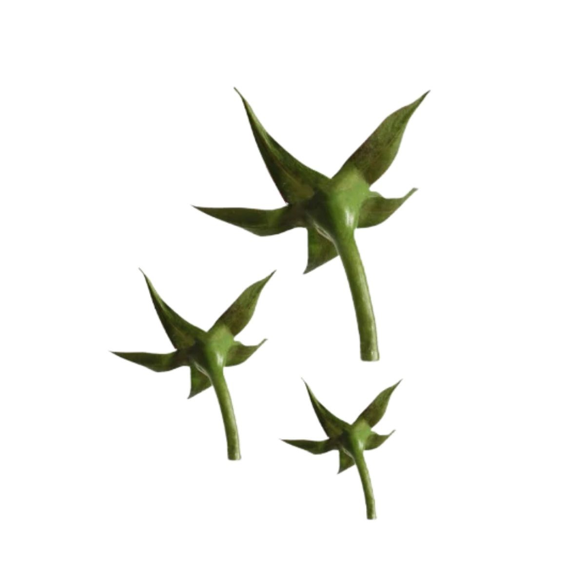 FMM Rose Calyx  70mm